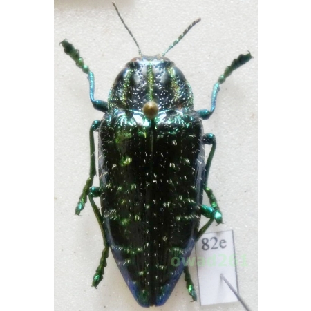 Polybothris sumptuosa sumptuosa Klug, 1833 33mm Madagascar82e